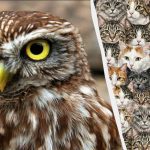 97% der Menschen können in 10 Sekunden keine 3 Eulen