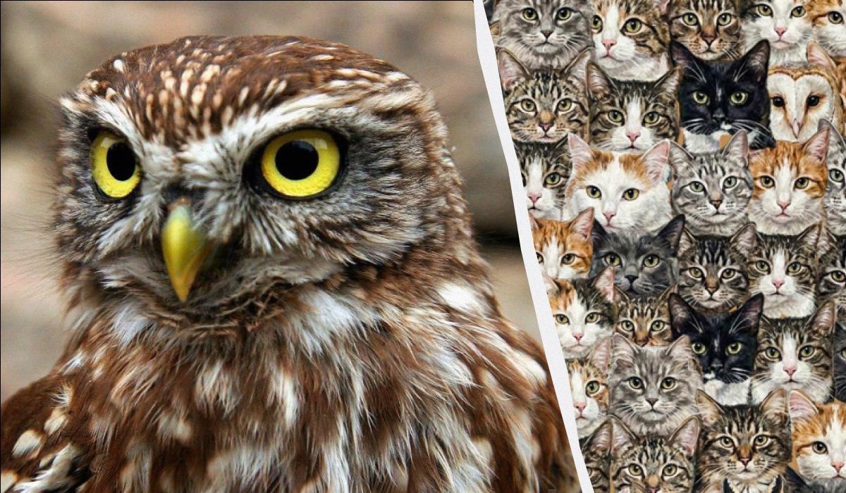 97% der Menschen können in 10 Sekunden keine 3 Eulen unter Katzen finden: eine verblüffende optische Täuschung