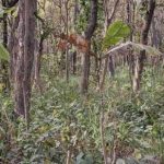 Ein Rätsel für Menschen mit ausgezeichnetem Sehvermögen: Sie müssen einen