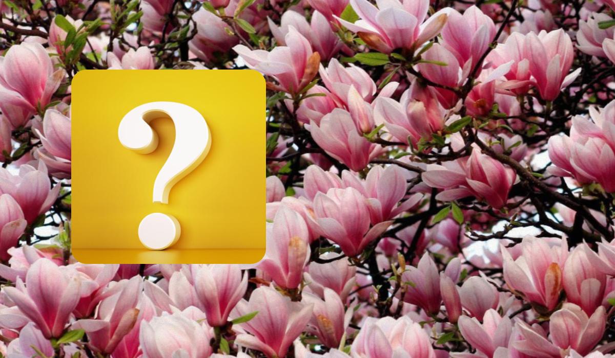 Ein schlauer Spatz lauert in einem Magnolienbaum: eine optische Täuschung, um den IQ in 7 Sekunden zu testen