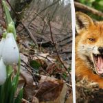 Eine optische Täuschung zeigt dir, wie hoch dein IQ ist: