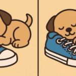 IQ-Test: Finde 3 Unterschiede in einem Bild von einem Welpen