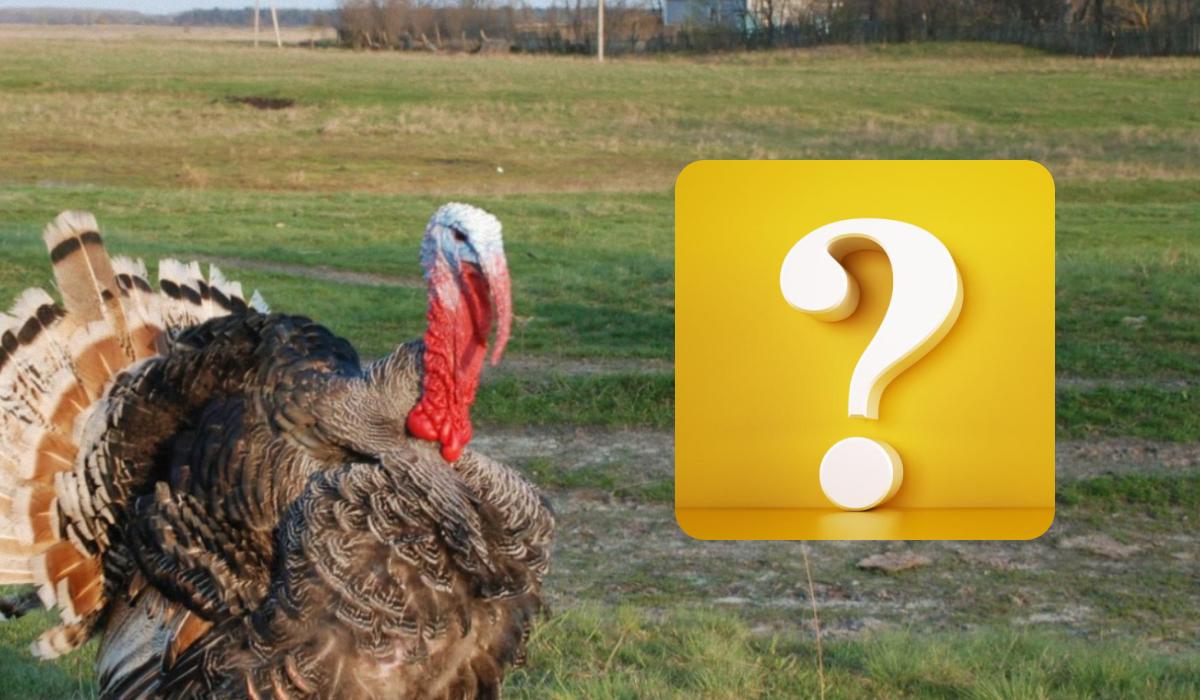 Nur ein IQ-Riese kann einen Spatz in 10 Sekunden finden: Testen Sie sich selbst