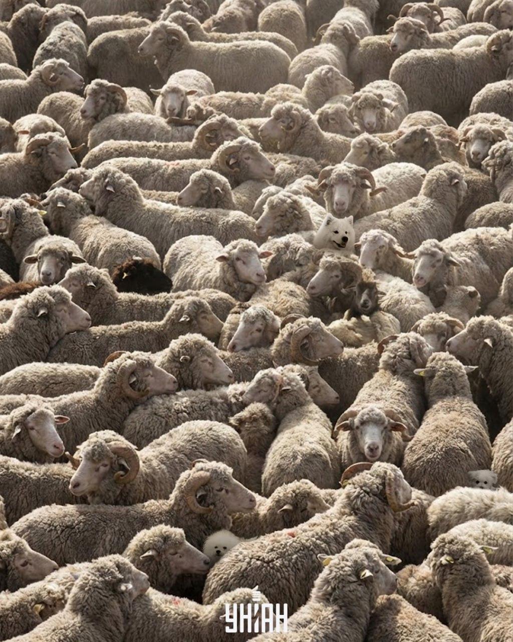 Nur einer von 100 kann alle Hunde auf dem Bild in 12 Sekunden finden: ein anspruchsvolles Rätselspiel