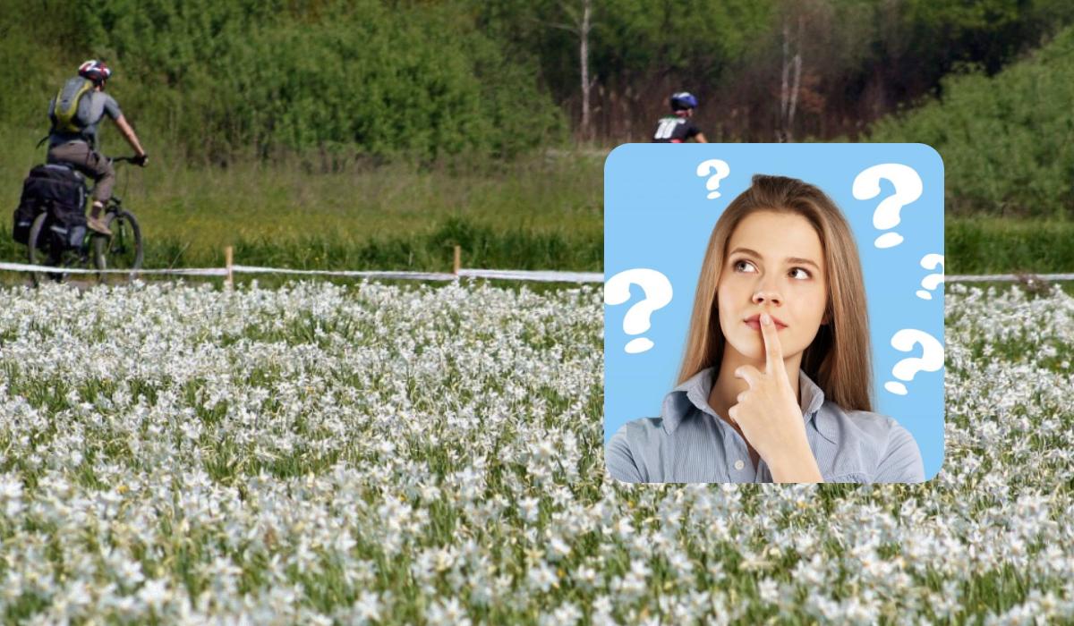 Nur Menschen mit einem erstaunlichen IQ finden einen Storch in 9 Sekunden: eine originelle optische Täuschung