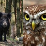 Nur Menschen mit hohem IQ finden die schlaue Eule in