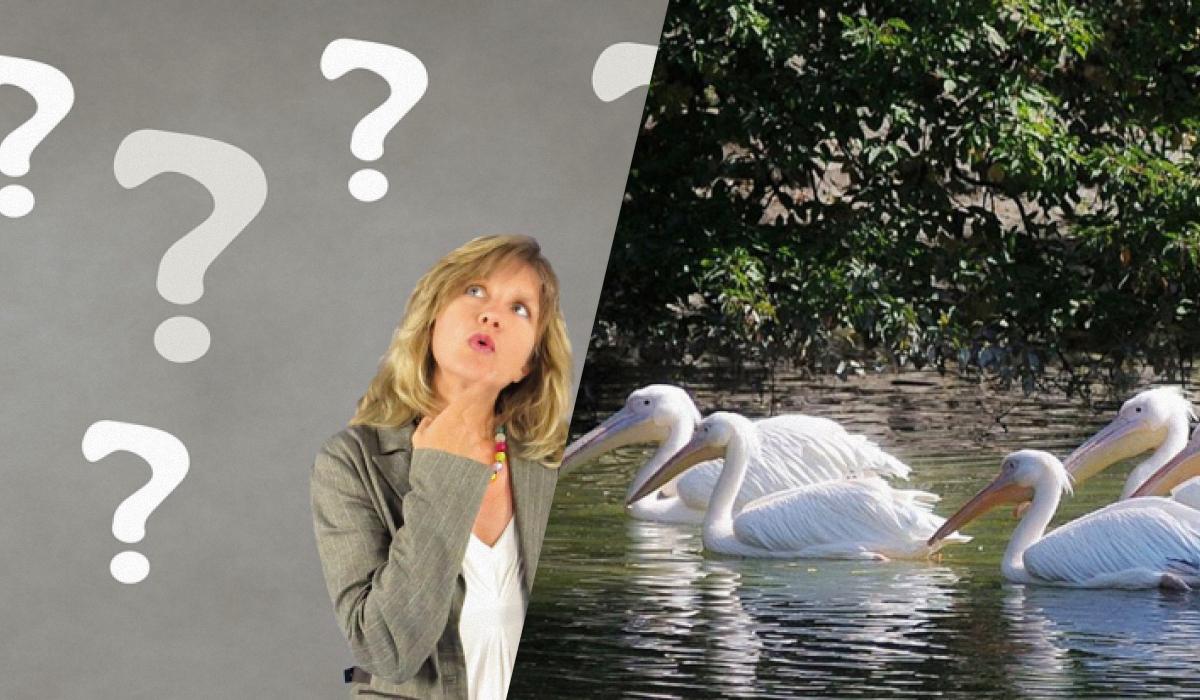 Schneller IQ-Test: Finde einen fremden Vogel unter Pelikanen in 7 Sekunden
