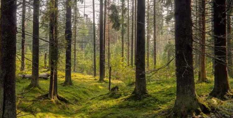 Welches Tier ist auf dem Bild versteckt: Nur wenige erraten es in 7 Sekunden
